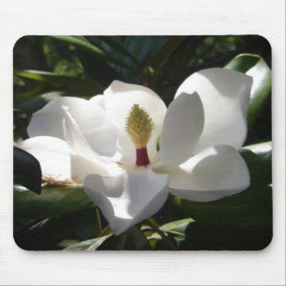 magnolia flower tree flowers photography mousepad