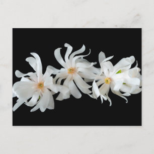 Magnolia Flower Trio on Black Postcard