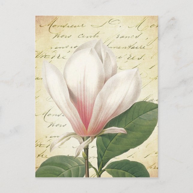 Magnolia Flower Vintage Botanical Postcard (Front)