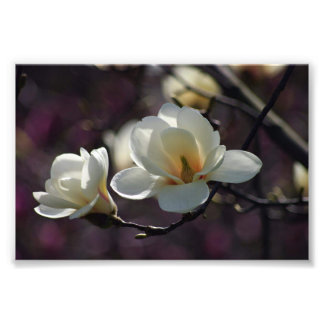 Magnolia Flower/White Flowers Photo Print