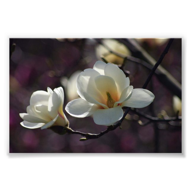 Magnolia Flower/White Flowers Photo Print (Front)
