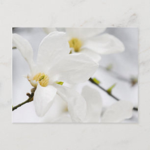 magnolia flowers postcard