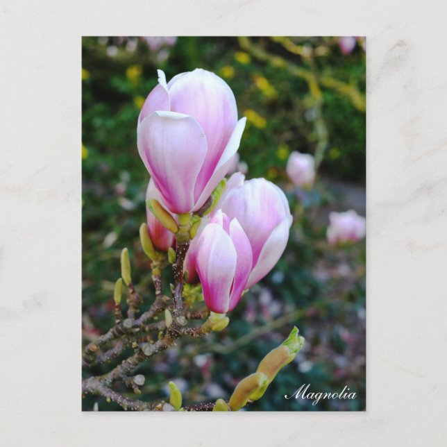Magnolia Flowers, Spring Time, Nature Postcard (Front)