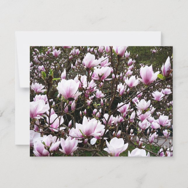 Magnolia Garden (Front)