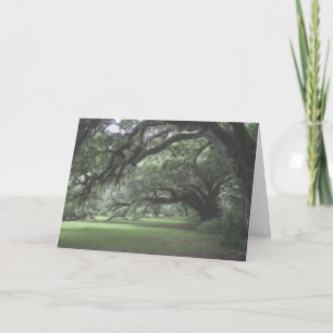 Magnolia Gardens Live Oak Trees Blank Card