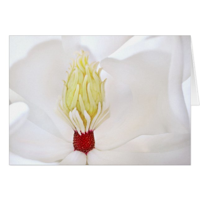 Magnolia Grandiflora (Front Horizontal)