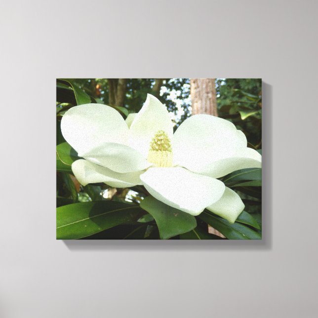 Magnolia Grandiflora Canvas Print (Front)