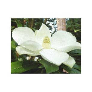 Magnolia Grandiflora Canvas Print