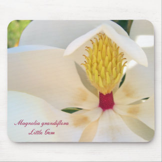 Magnolia grandiflora 'Little Gem' Mouse Pad