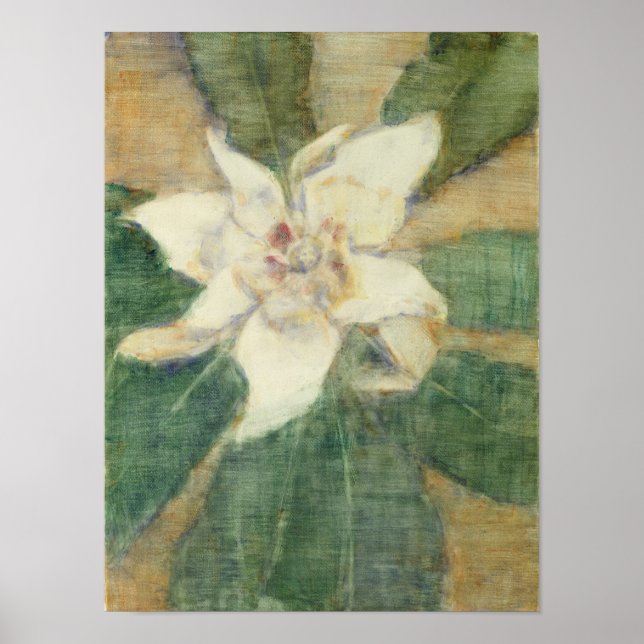 Magnolia Grandiflora Poster (Front)