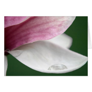 Magnolia Holding Rain