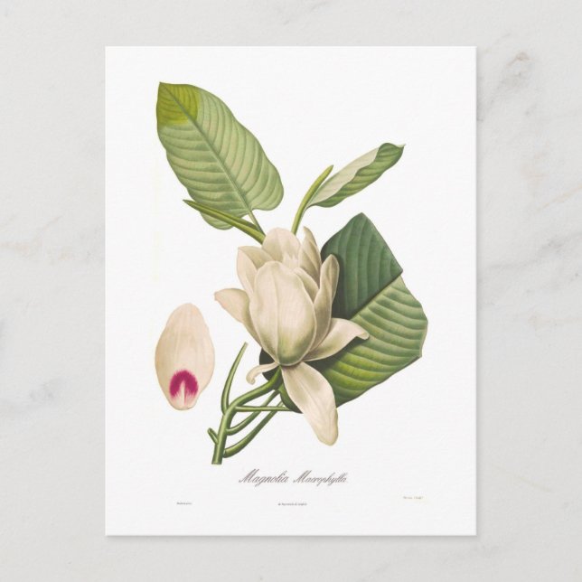 Magnolia macrophylla postcard (Front)