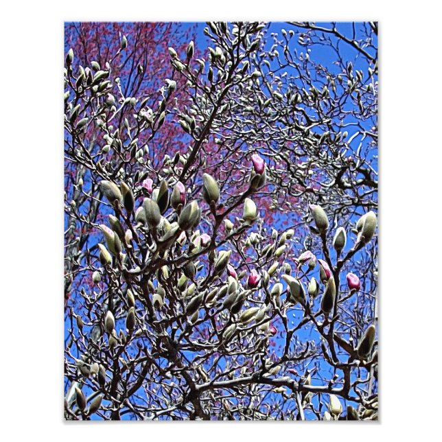 Magnolia, Mass of Buds Photo Print (Front)