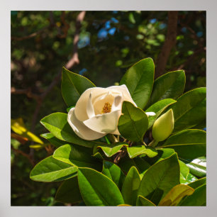 Magnolia of Corfu Poster