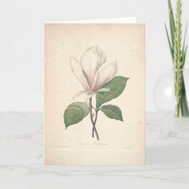 Magnolia par la carte de sympathie de Redoute (Devant)