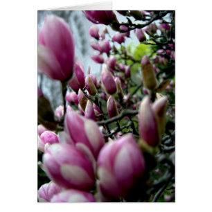 Magnolia Parade