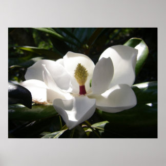 magnolia photography photo poster art print