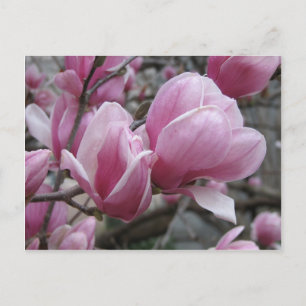 Magnolia Postcard