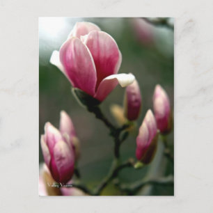 Magnolia Postcard