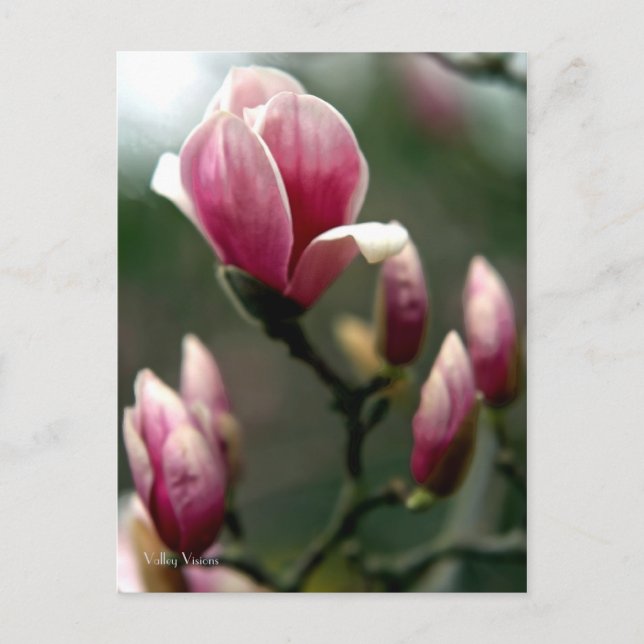 Magnolia Postcard (Front)