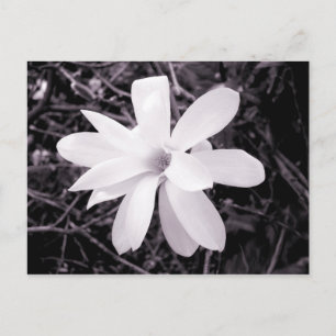 Magnolia Postcard