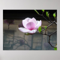MAGNOLIA POSTER
