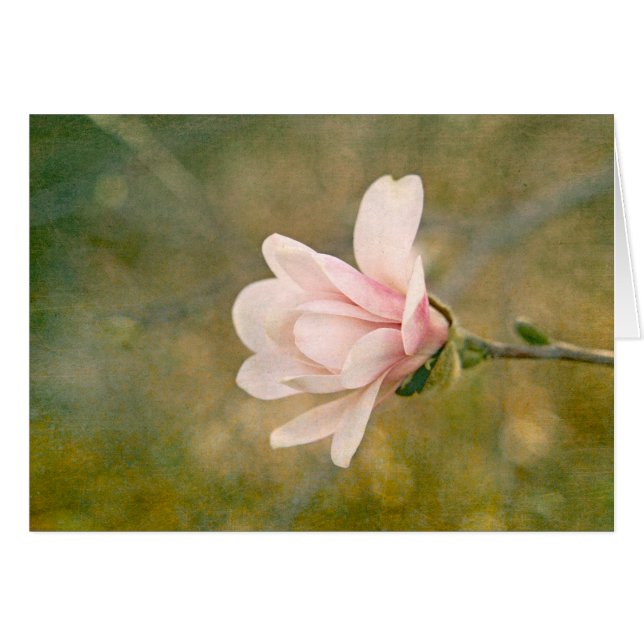 Magnolia Queen (Devant horizontal)