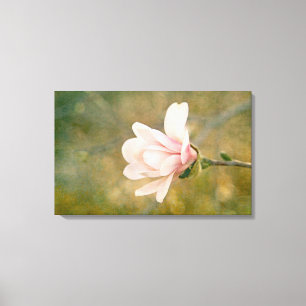 Magnolia Queen Canvas Print