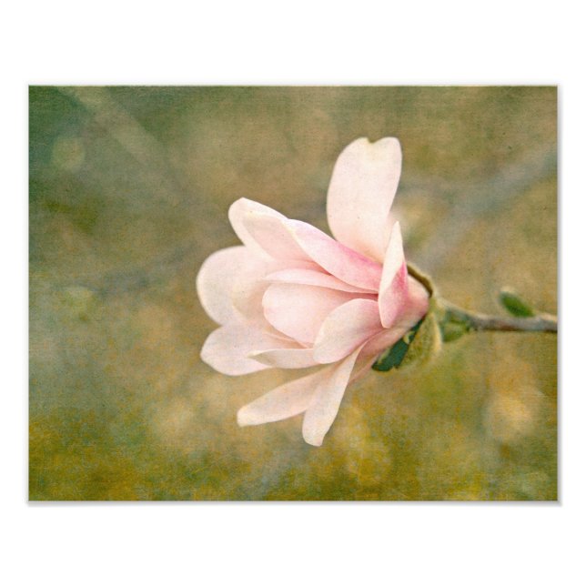 Magnolia Queen Photo Print (Front)