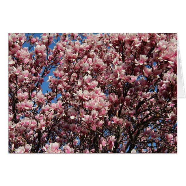 Magnolia rose (Devant horizontal)