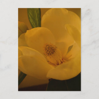"Magnolia Sateen" Postcard