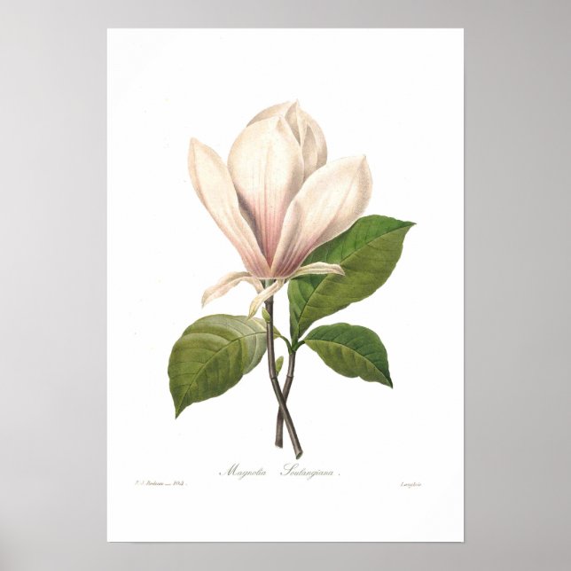 Magnolia soulangiana poster (Front)