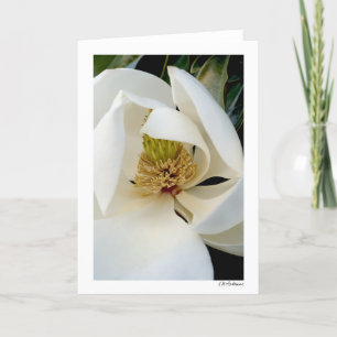 Magnolia Swirl Card