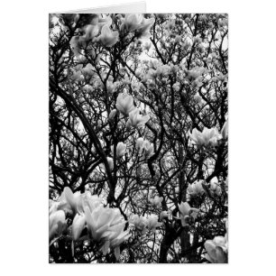 Magnolia Tree