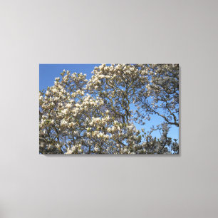 Magnolia Tree Canvas Print