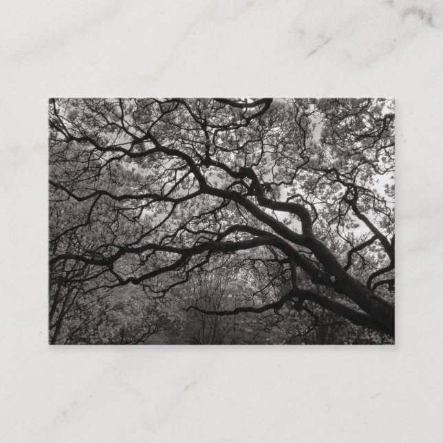 Magnolia Tree in Blossom 01 Business Card (Front)