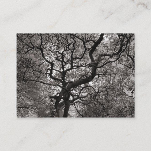 Magnolia Tree in Blossom 03 Business Card (Front)