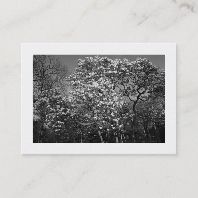 Magnolia Tree in Blossom (Bordered) Business Card (Front)