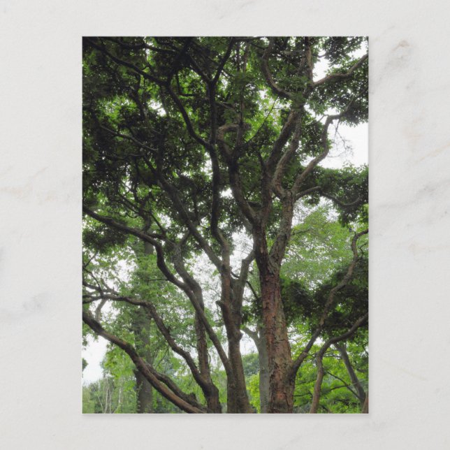 Magnolia Tree in Summer Postcard (Front)