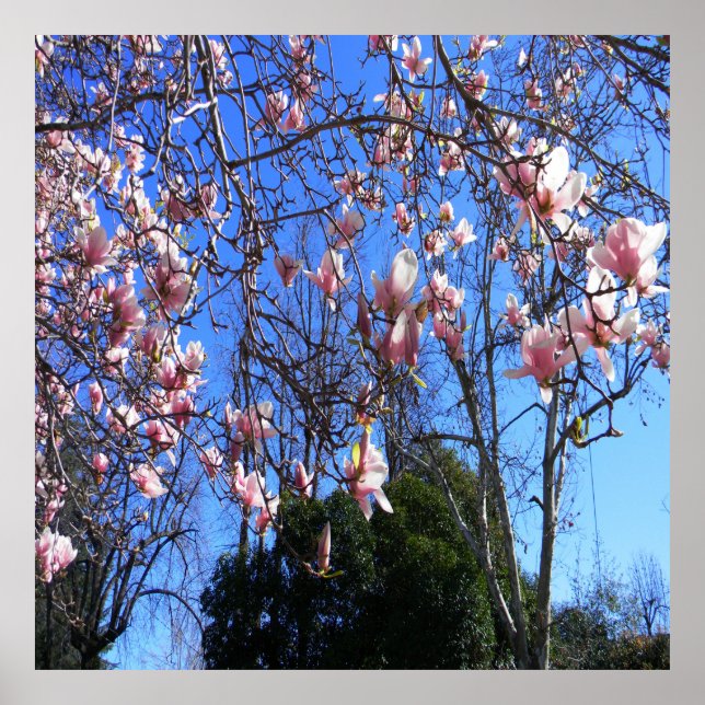 Magnolia tree..... poster (Front)