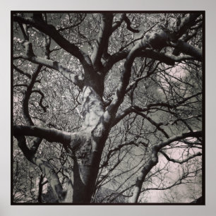 Magnolia Tree Poster
