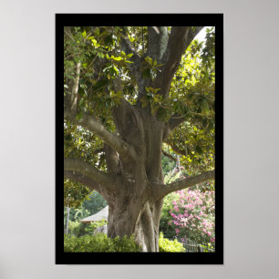 Magnolia Tree Poster