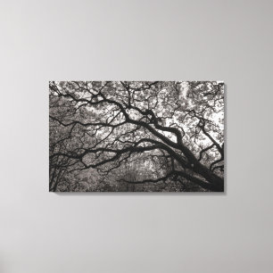 Magnolia Trees in Blossom 01 Canvas Print