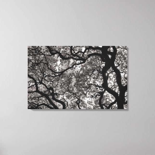 Magnolia Trees in Blossom 02 Canvas Print (Front)