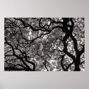 Magnolia Trees in Blossom 02 Poster