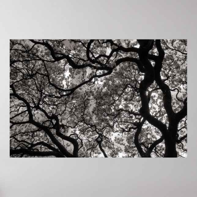 Magnolia Trees in Blossom 02 Poster (Front)