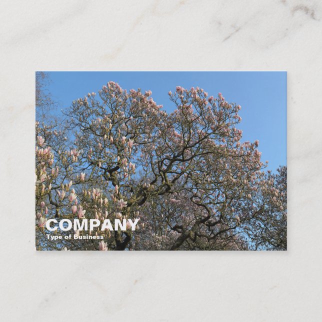 Magnolia Trees in Blossom Business Card (Front)