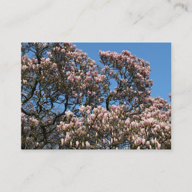 Magnolia Trees in Blossom Business Card (Front)