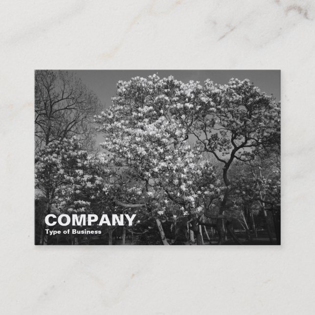 Magnolia Trees in Blossom (BW) Business Card (Front)