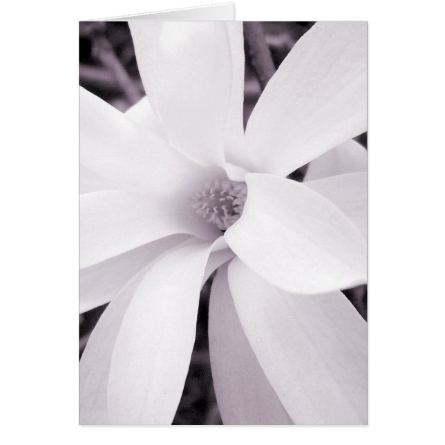 Magnolia - Vertical (Devant)
